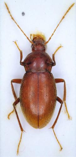 Orostygia rossii